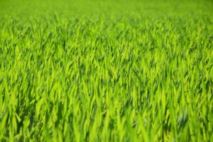 Fresh Wheatgrass Close-Up